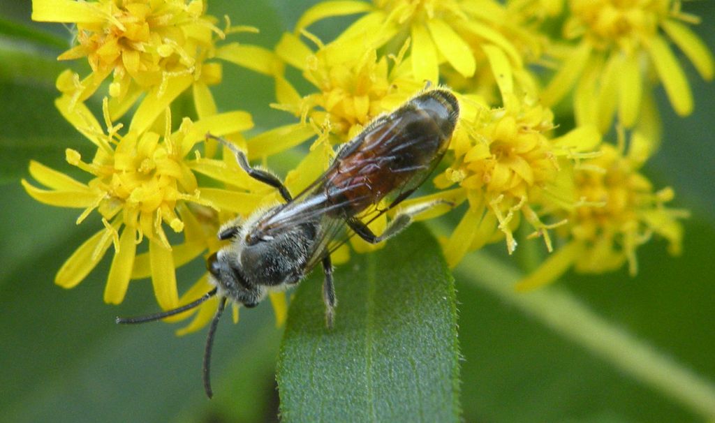 Lasioglossum sp, maschio